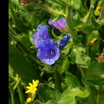 Grappe de fleurs (Lupin). טורמוס גמלאי